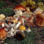 Основные причины отравления людей грибами
